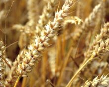 Afryka zwraca się do Japonii w sprawie zakazu importu pszenicy z Ukrainy