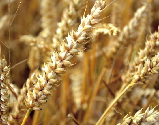 Afryka zwraca się do Japonii w sprawie zakazu importu pszenicy z Ukrainy