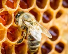 Jak-chrząszcze-oszukują-pszczoły,-by-te-karmiły-je-pokarmem-bogatym-w-składniki-odżywcze