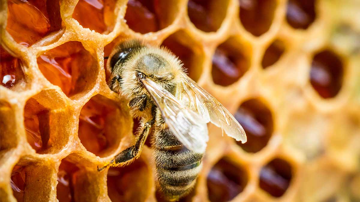 Jak-chrząszcze-oszukują-pszczoły,-by-te-karmiły-je-pokarmem-bogatym-w-składniki-odżywcze