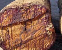 eksportu-zagrożonego-drewna-różanego