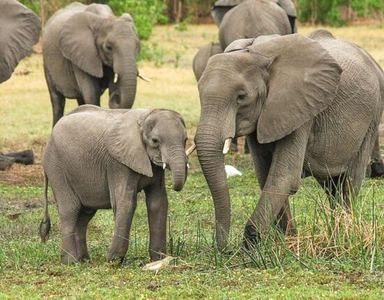 slon-zimbabwe