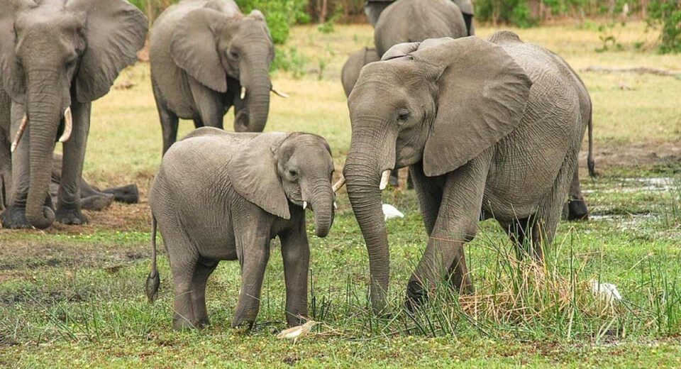 slon-zimbabwe